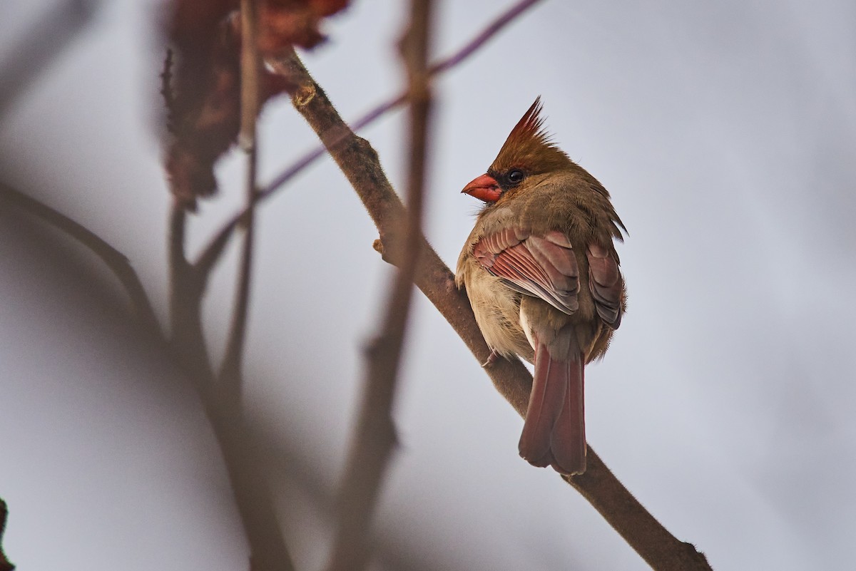 Northern Cardinal - ML645345716