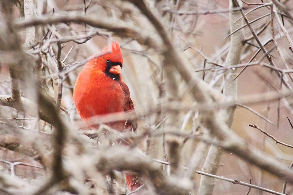 Northern Cardinal - ML645345717