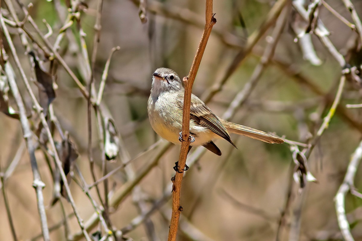 Planalto Tyrannulet - ML645345719