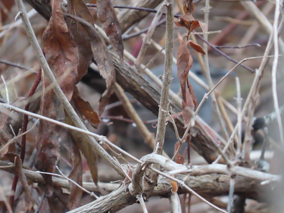 Gray Catbird - ML645345732