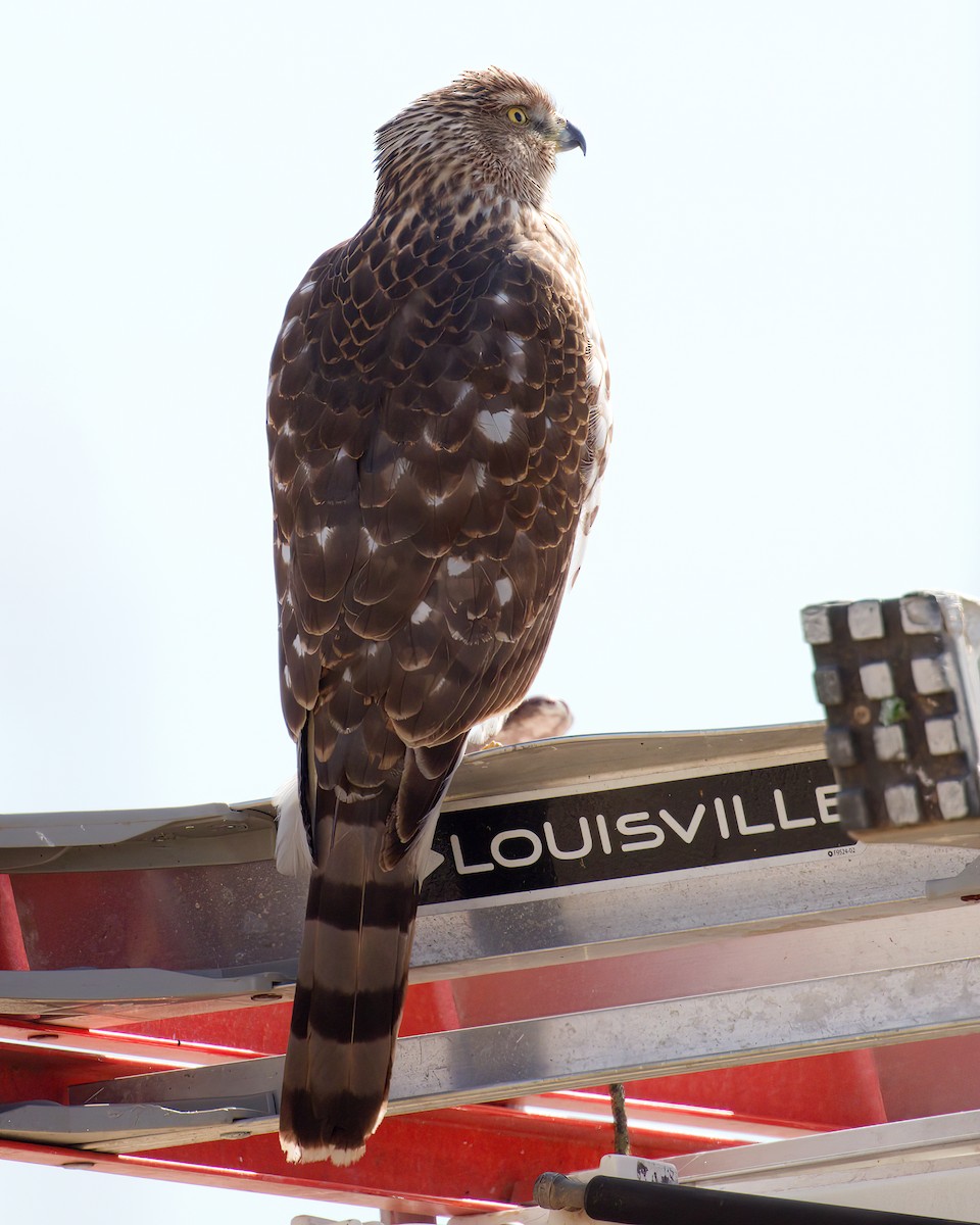 Cooper's Hawk - ML645345735