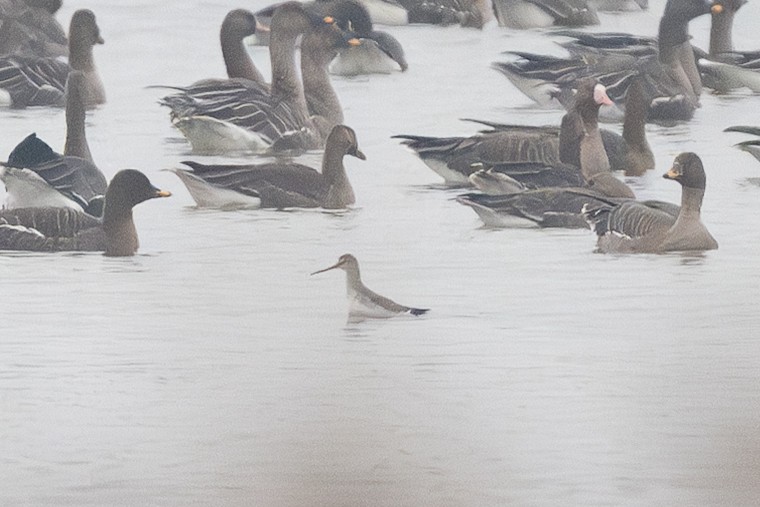 Spotted Redshank - ML645345739