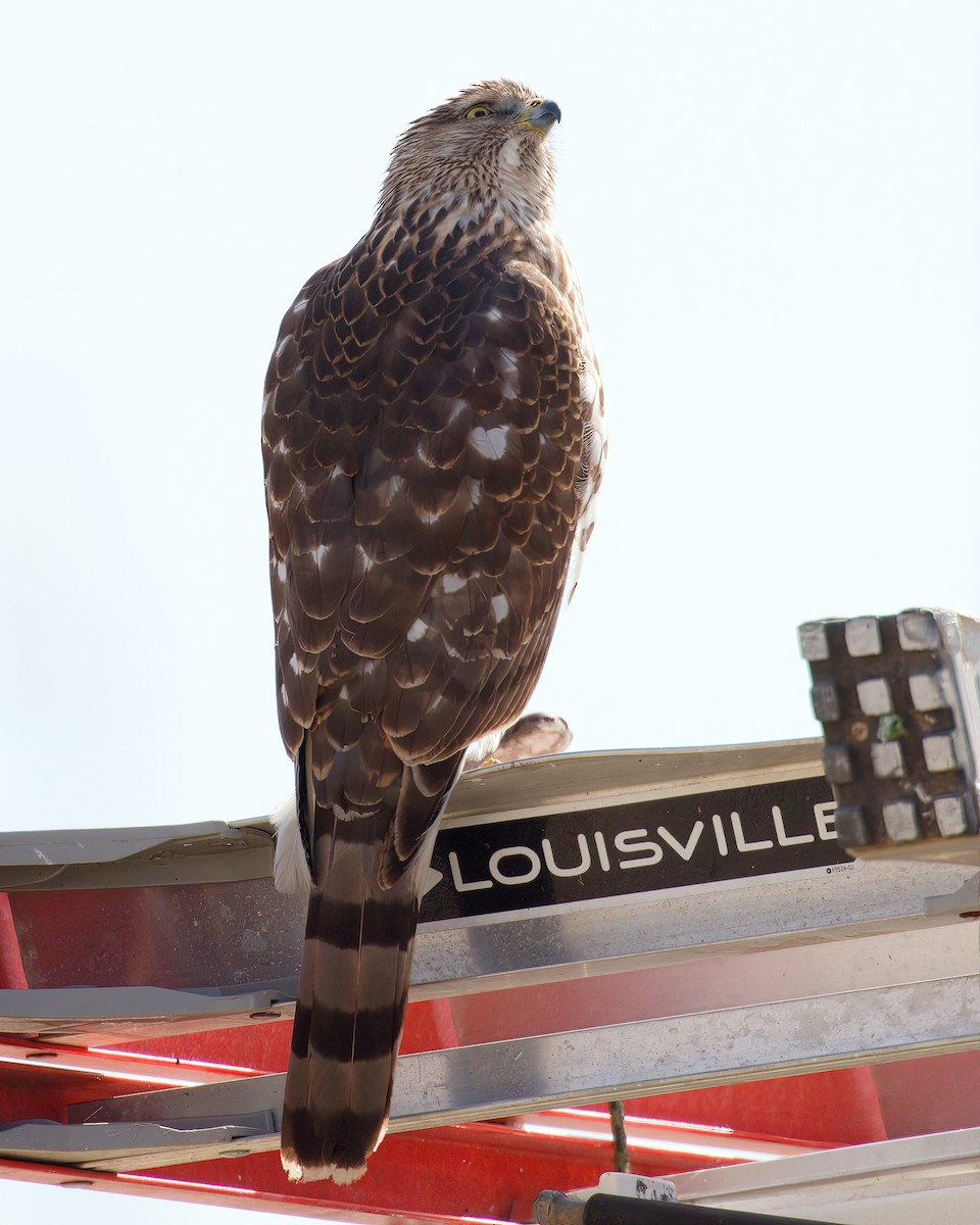 Cooper's Hawk - ML645345750