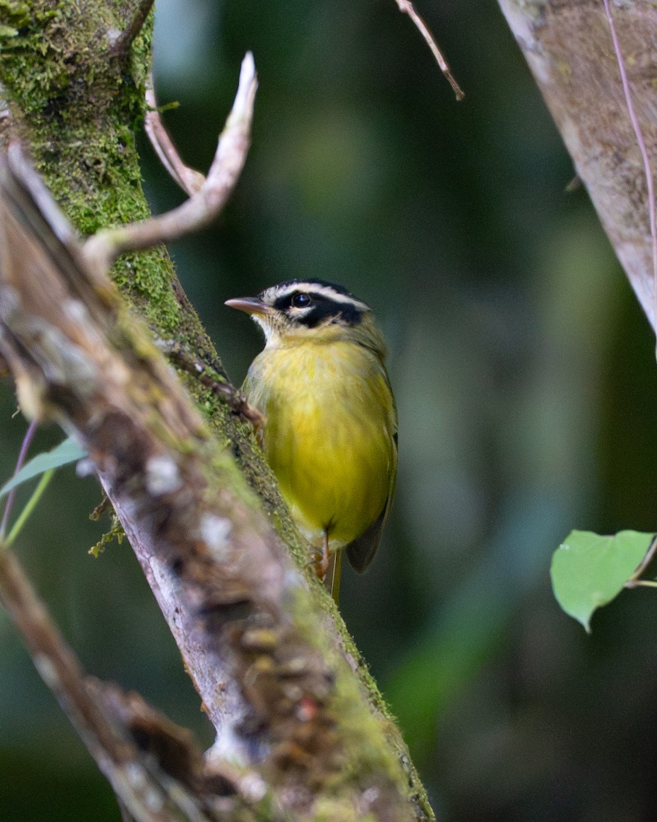 Three-striped Warbler - ML645345755