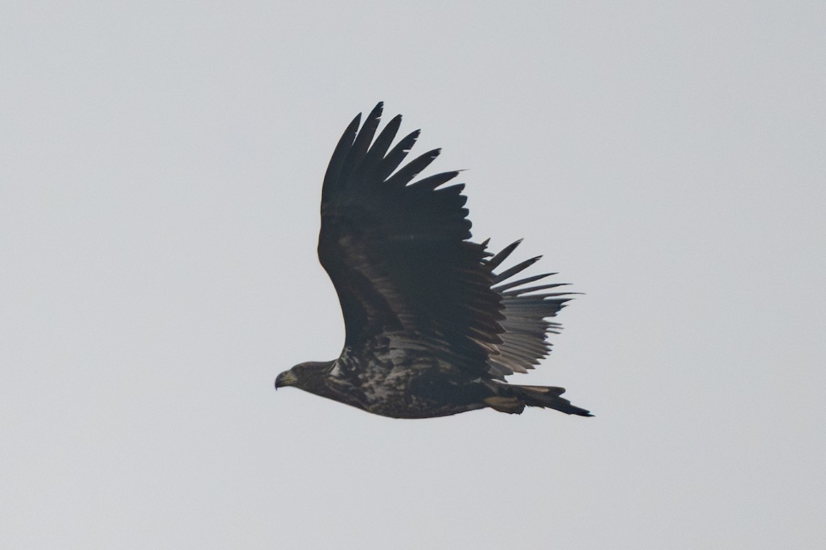 White-tailed Eagle - ML645345757