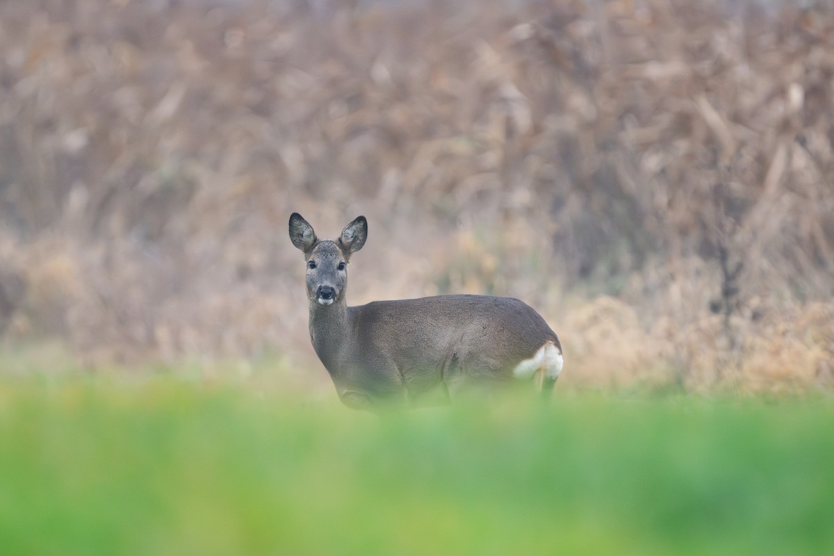 Western Roe Deer - ML645345765