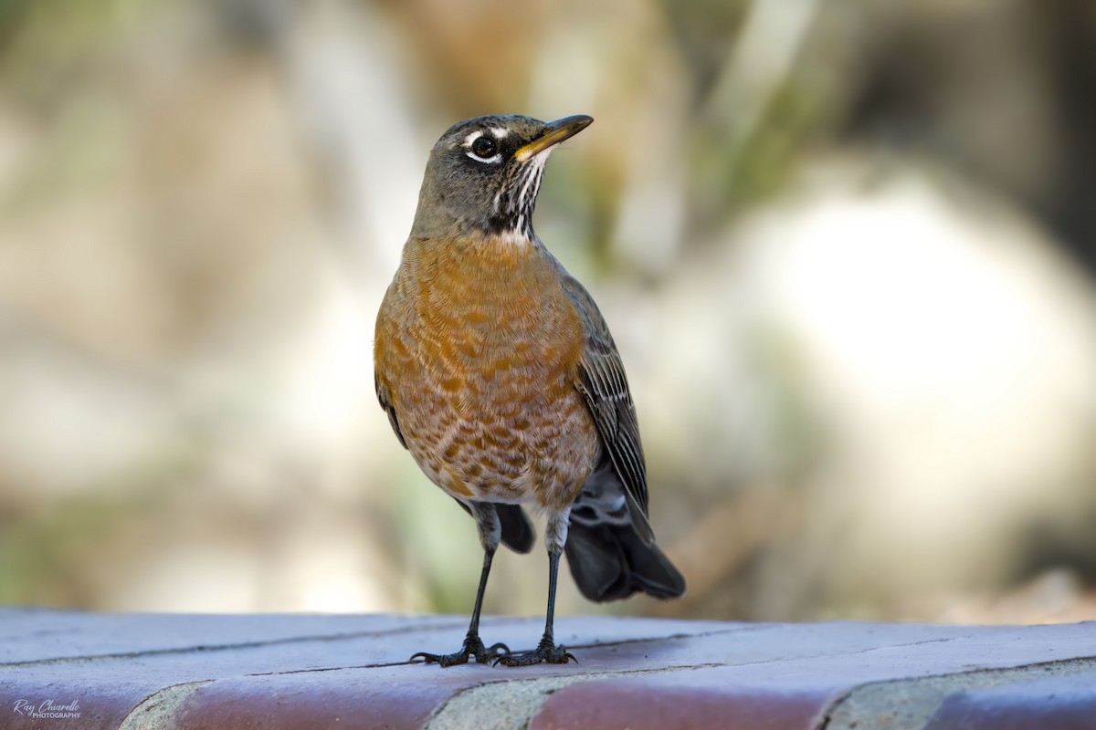 American Robin - ML645345781