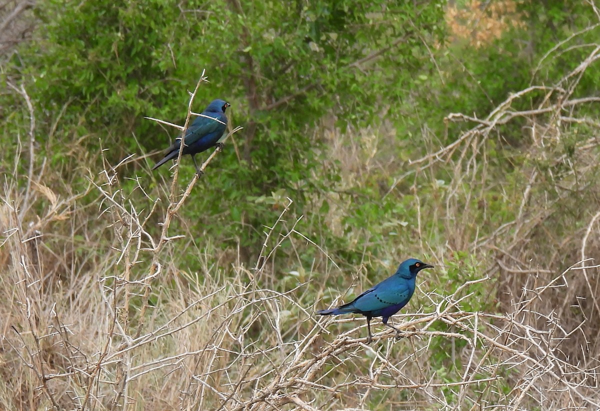 Grünschwanz-Glanzstar - ML645345782
