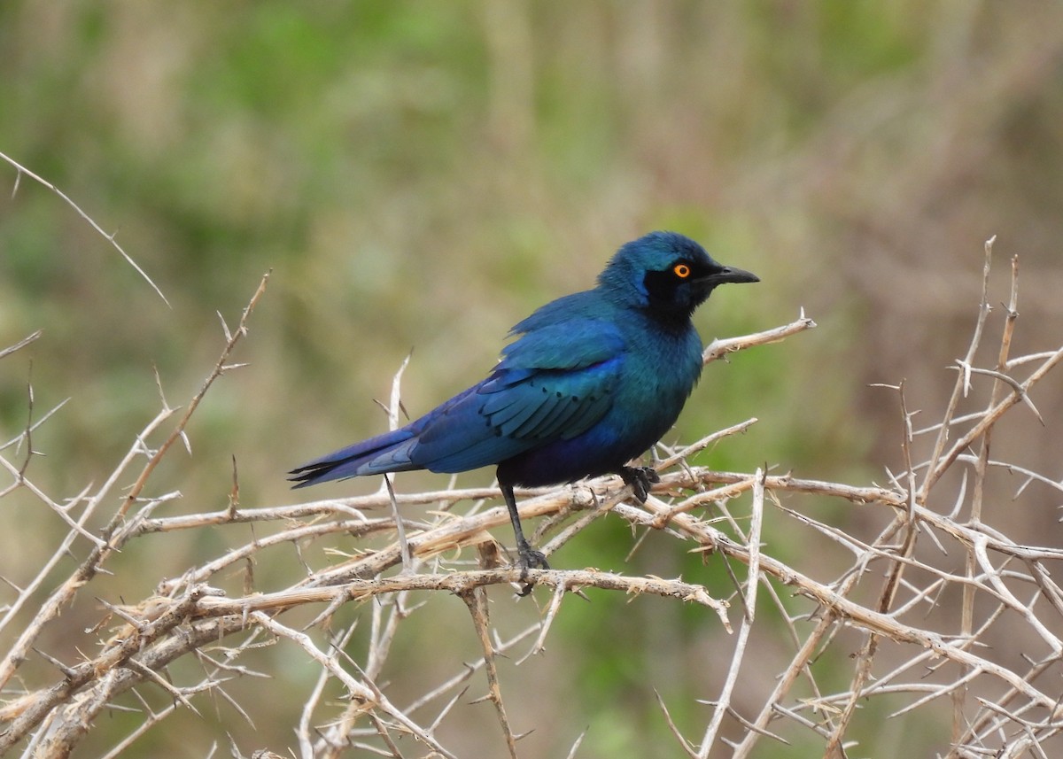 Grünschwanz-Glanzstar - ML645345783