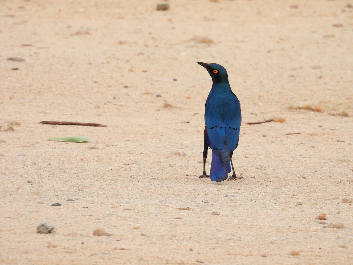 Grünschwanz-Glanzstar - ML645345784