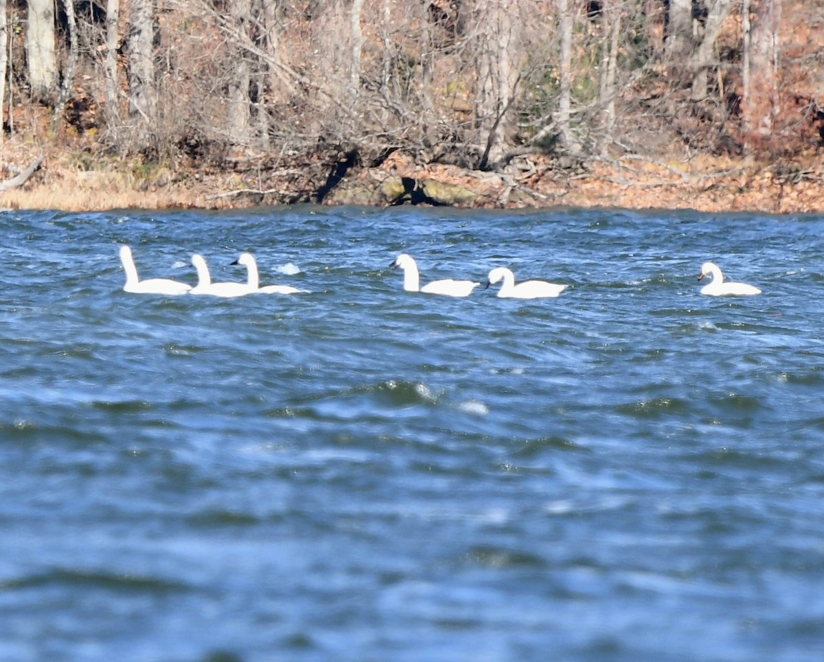 Tundra Swan - ML645345794