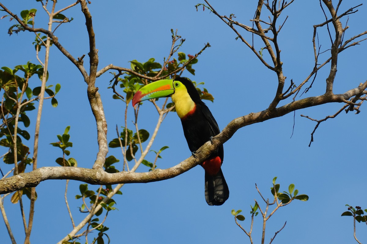 Fischertukan - ML645345795