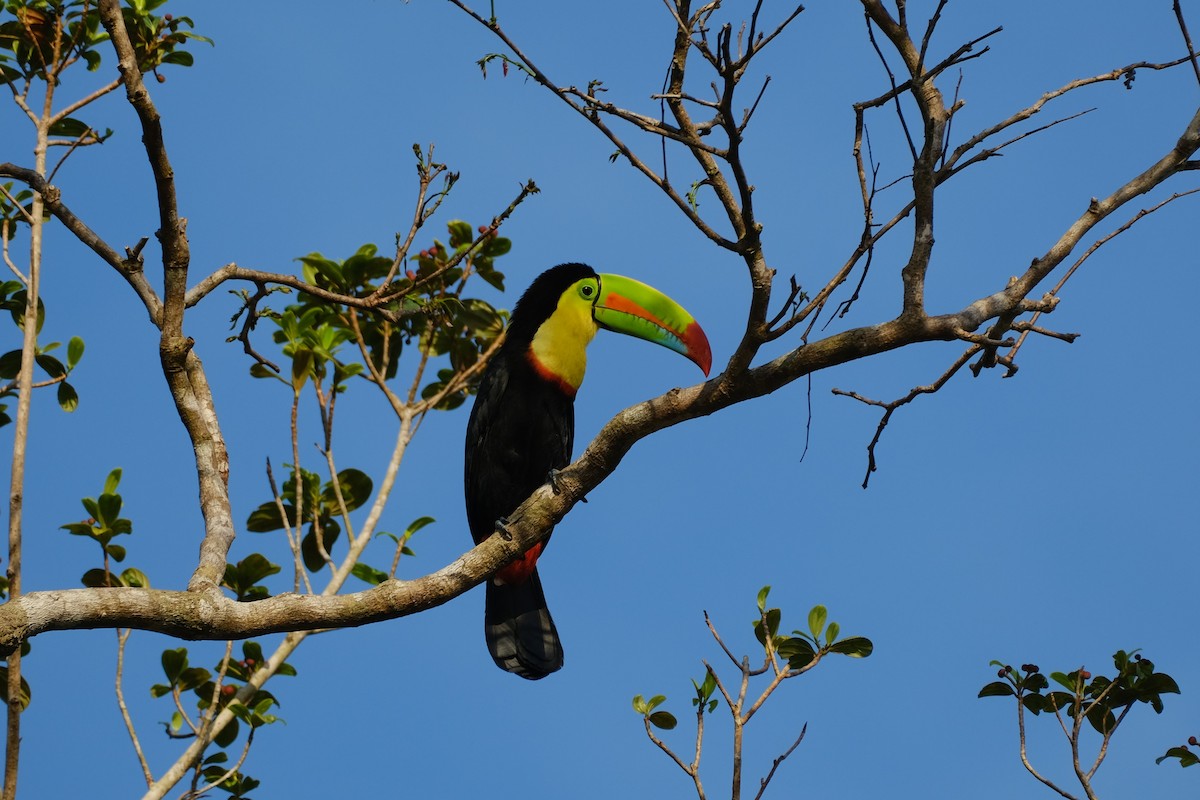 Fischertukan - ML645345796