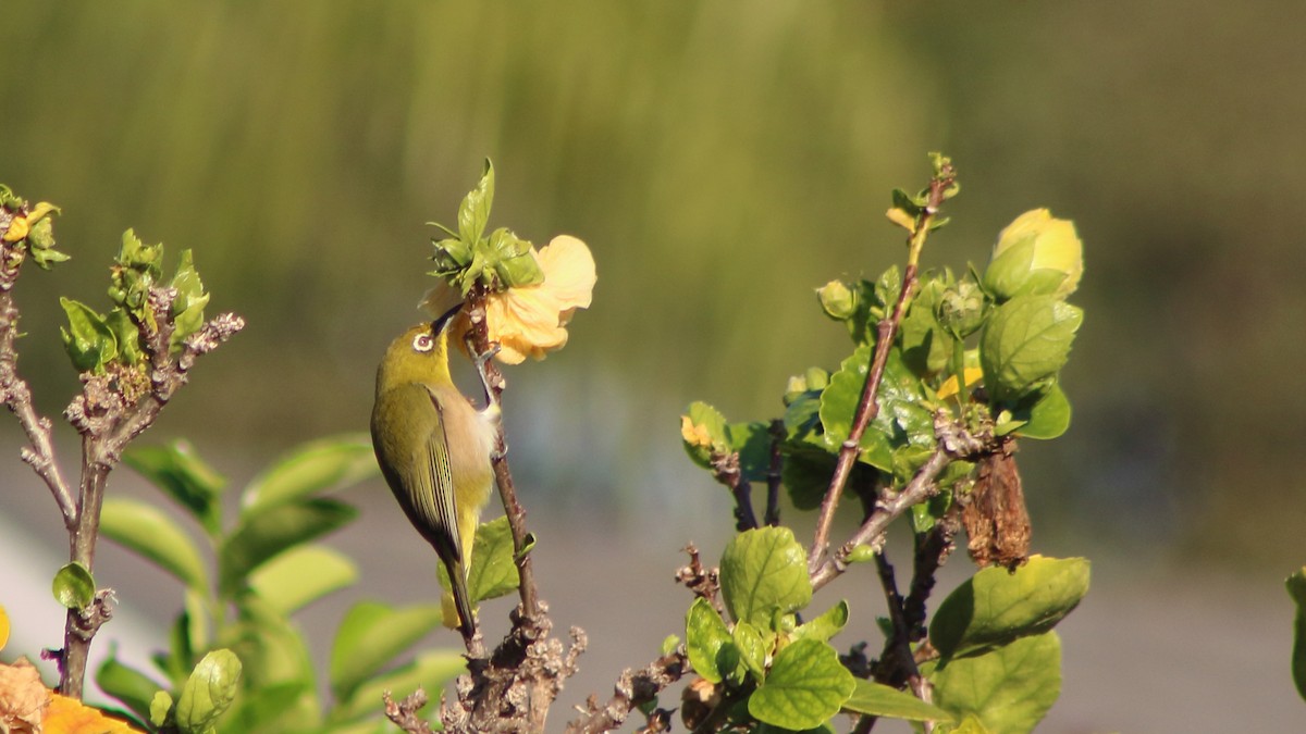 Anteojitos Japonés - ML645345799