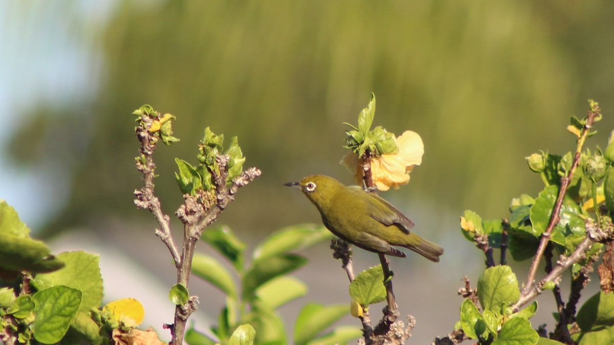 Anteojitos Japonés - ML645345800