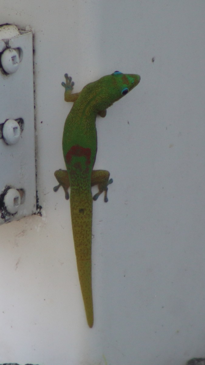 Animals - ML645345810