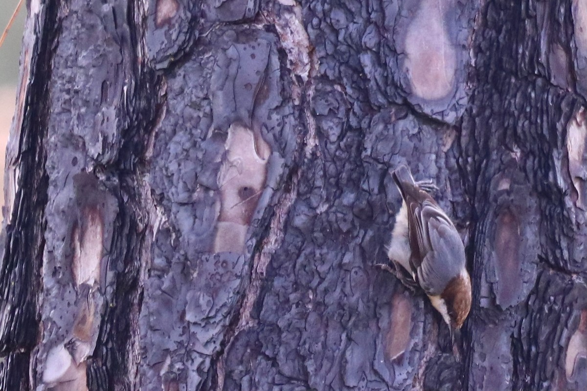 brhlík hnědohlavý - ML645345821