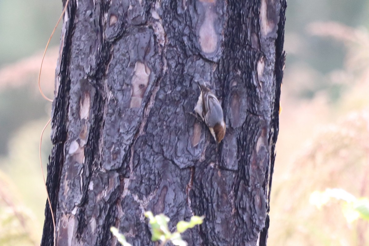 brhlík hnědohlavý - ML645345822