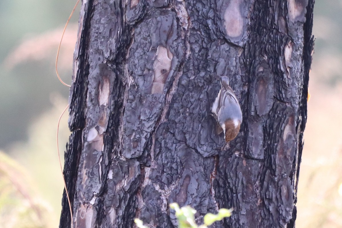 brhlík hnědohlavý - ML645345823