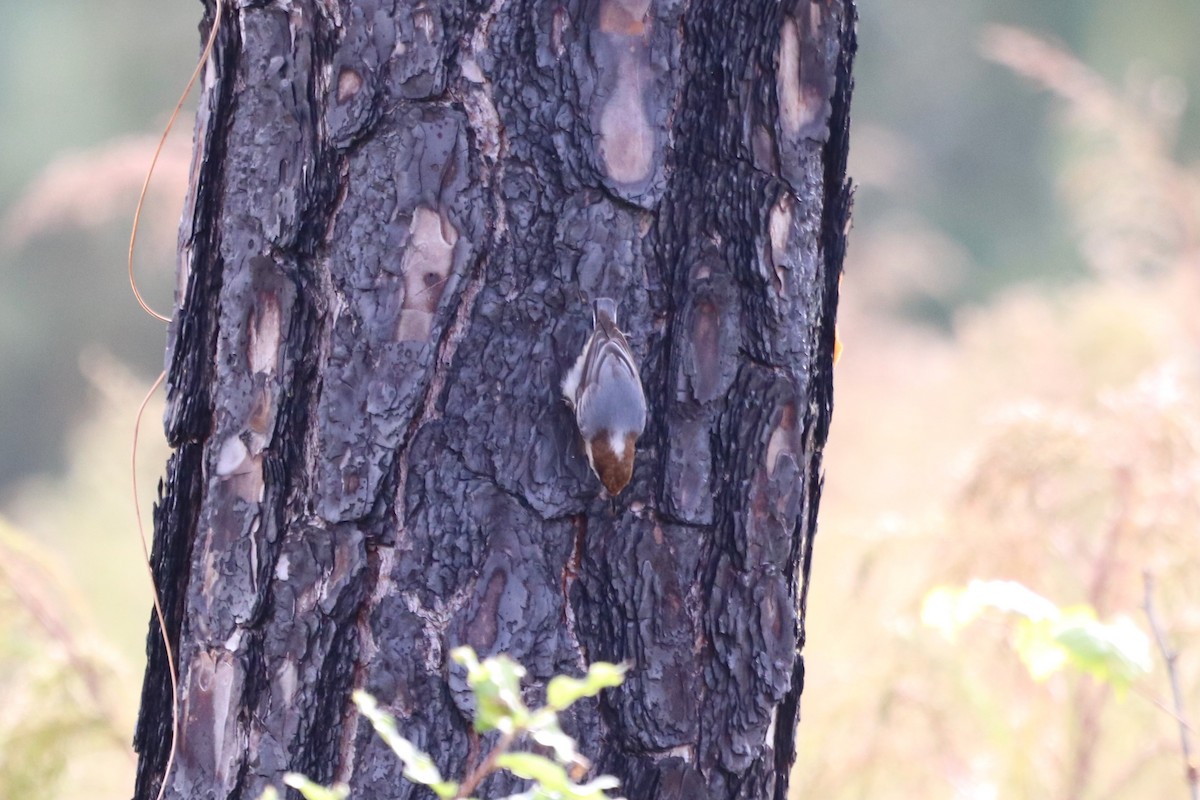 brhlík hnědohlavý - ML645345824