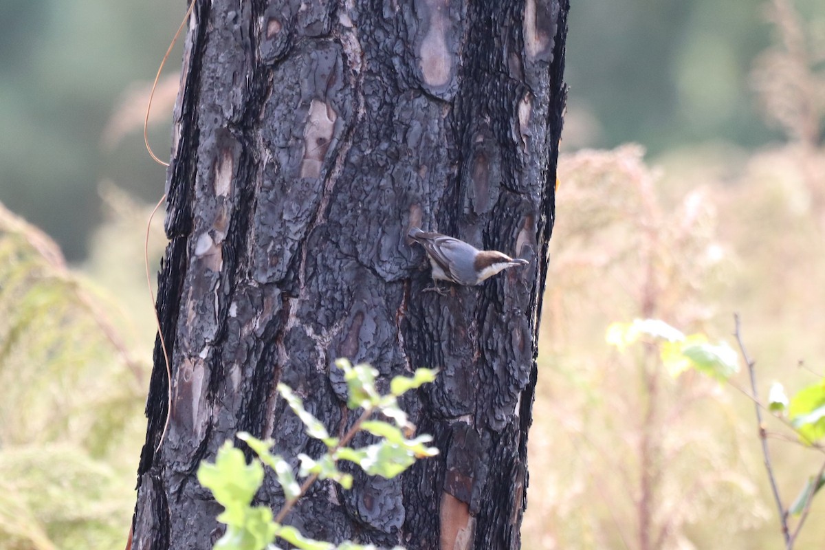 brhlík hnědohlavý - ML645345825