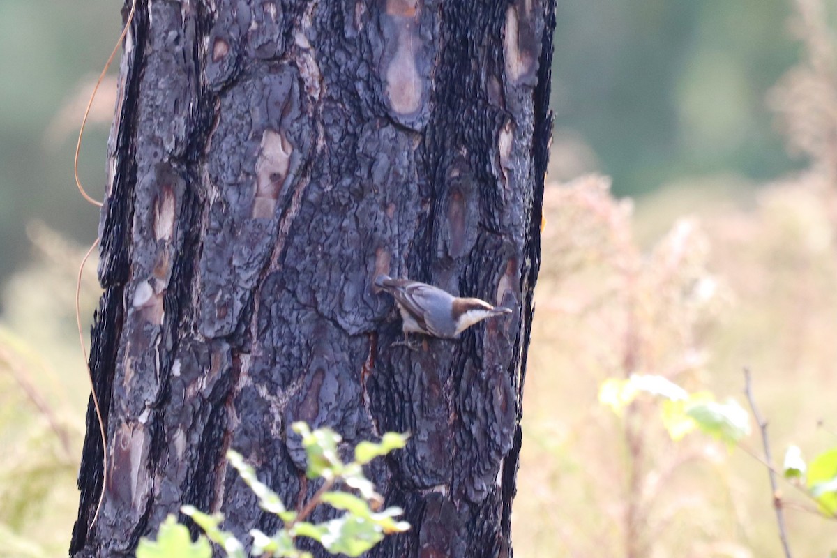 brhlík hnědohlavý - ML645345826