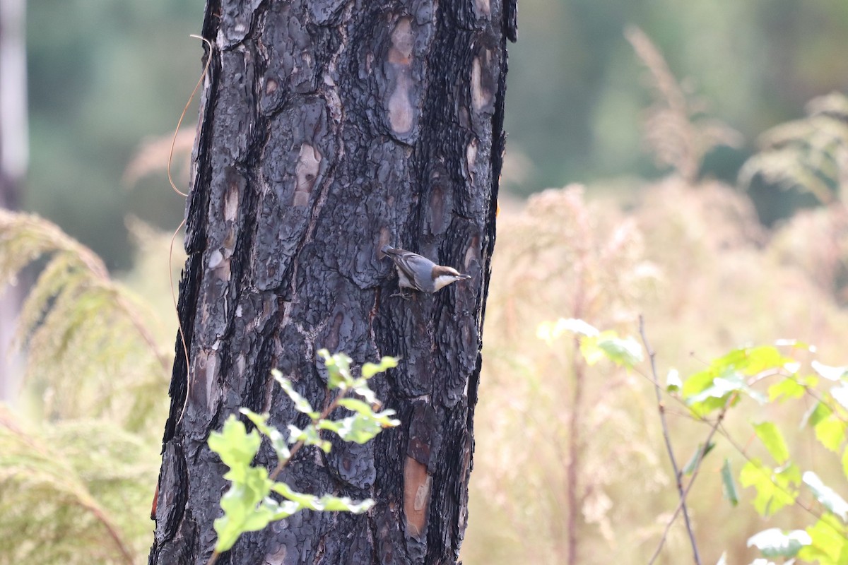 brhlík hnědohlavý - ML645345827