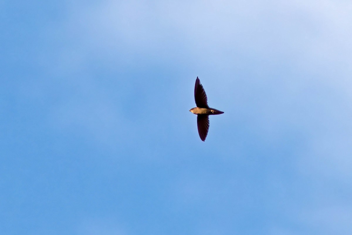 Sick's Swift - ML645345855