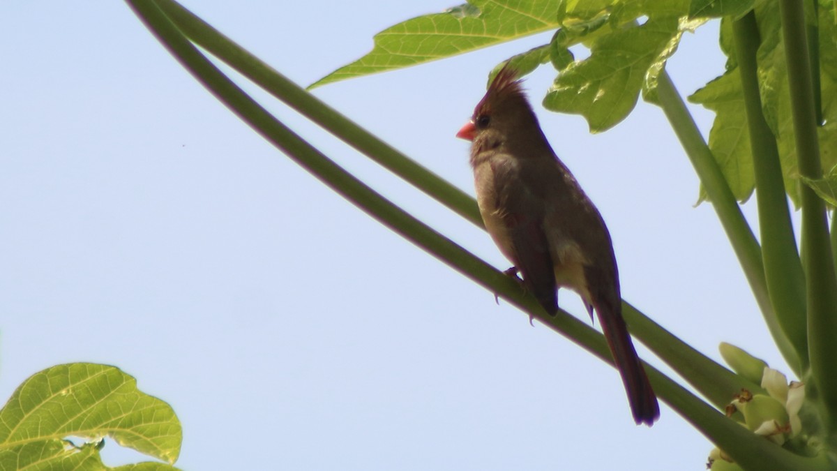 Northern Cardinal - ML645345857