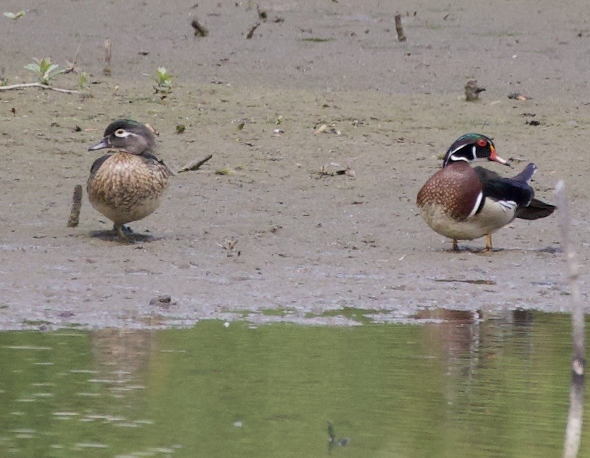 Canard branchu - ML645345867