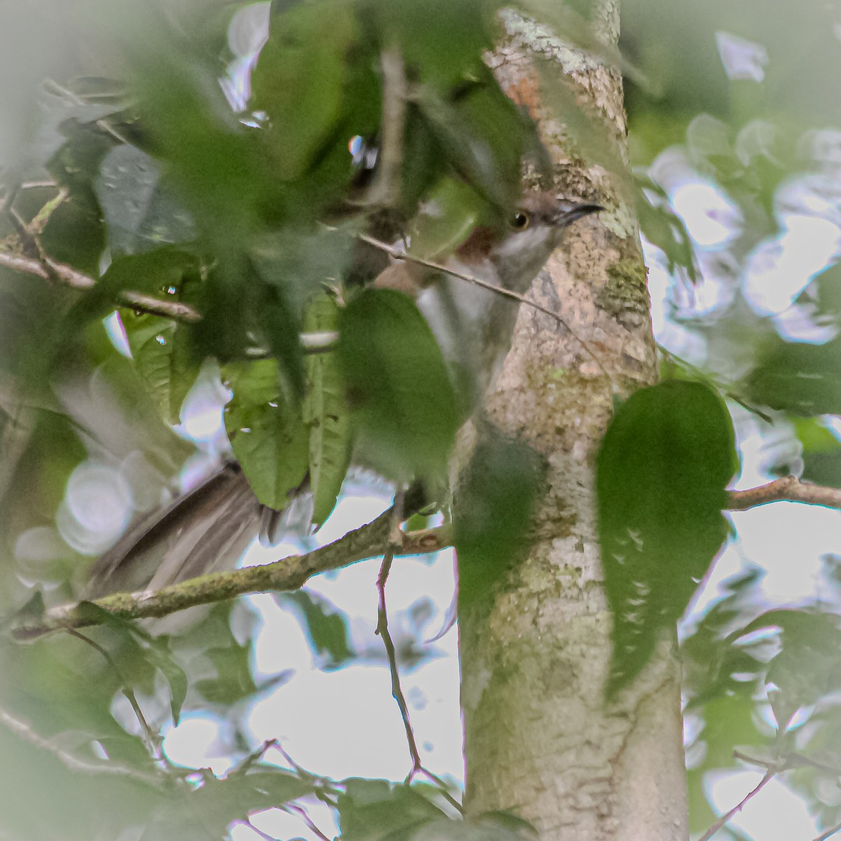 Black-billed Cuckoo - ML645345877