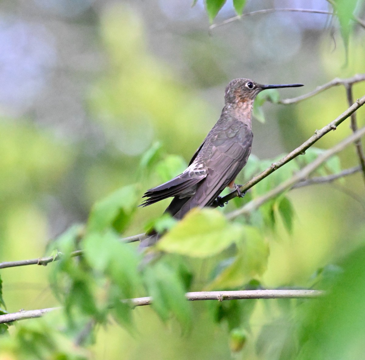 Giant Hummingbird - ML645345878