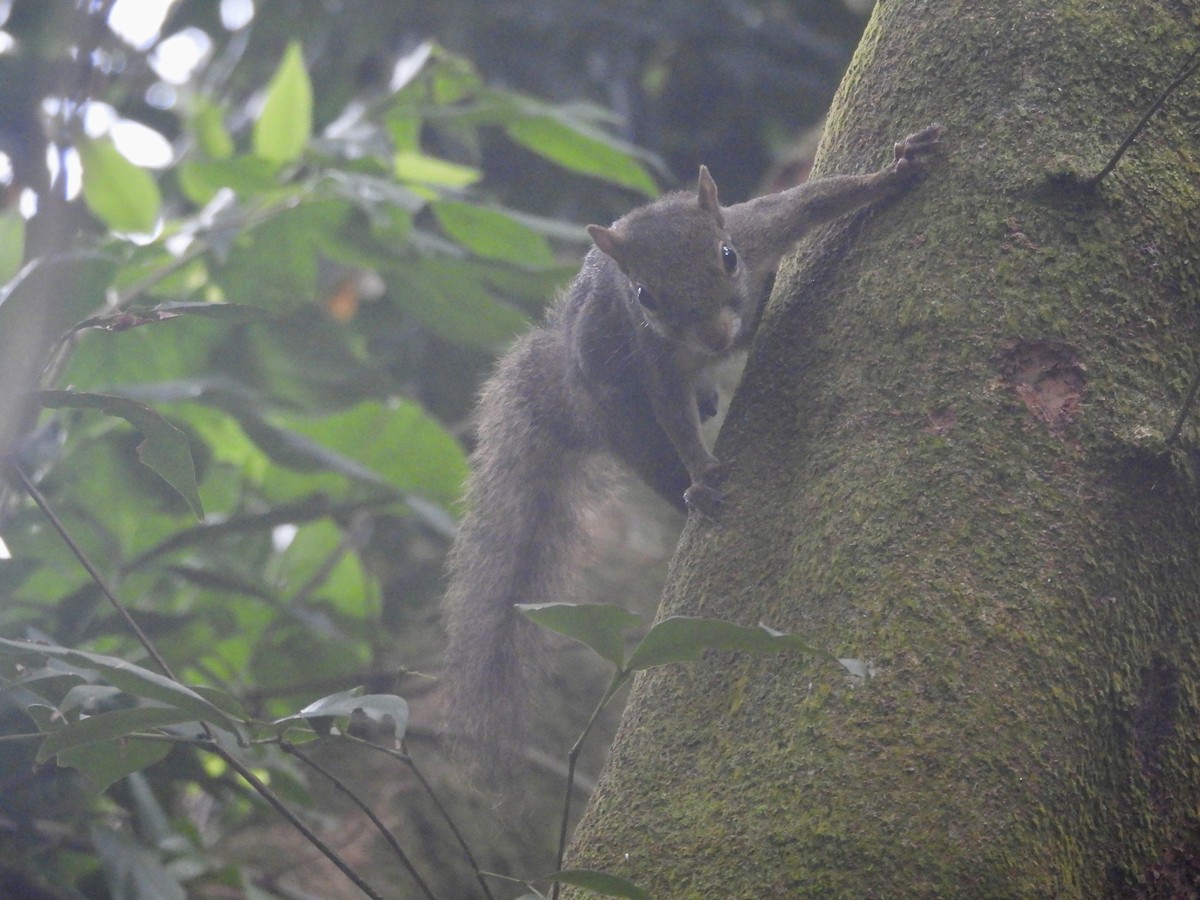 Mammals - ML645345881