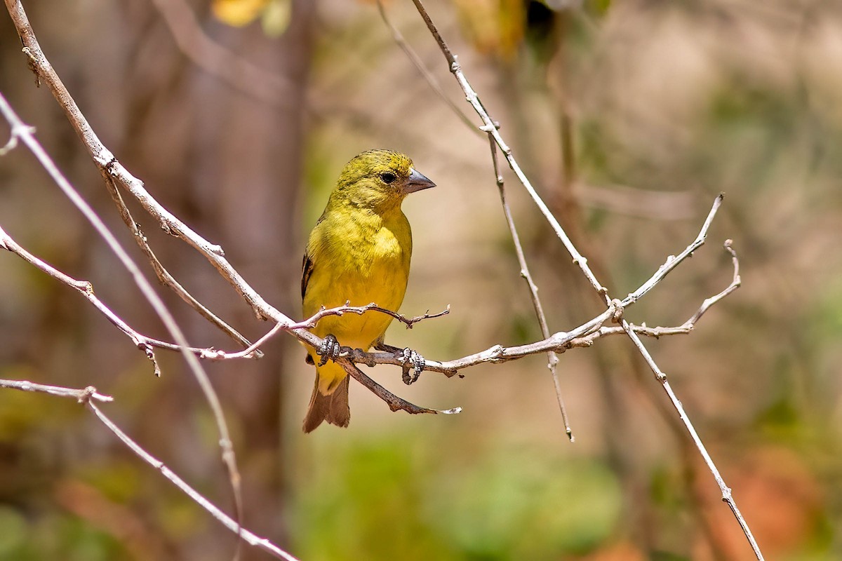 Hooded Siskin - ML645345901