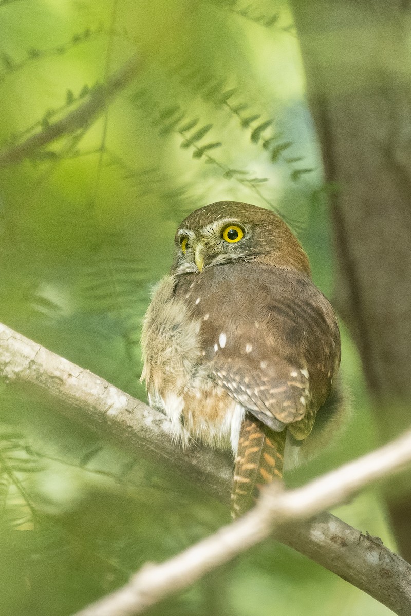 Ferruginous Pygmy-Owl - ML645345909