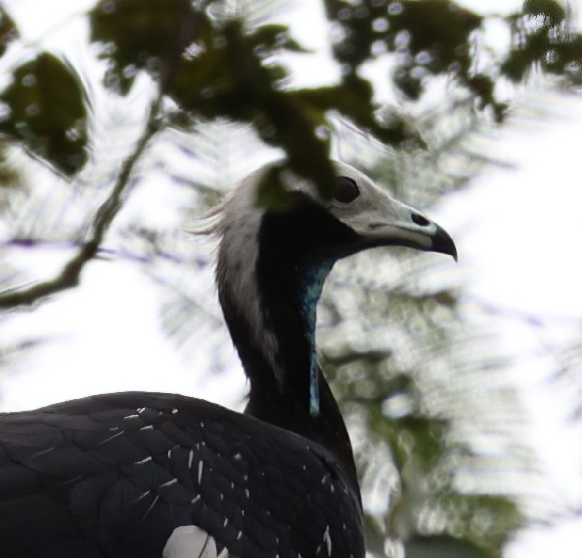 Blue-throated Piping-Guan - ML645345912
