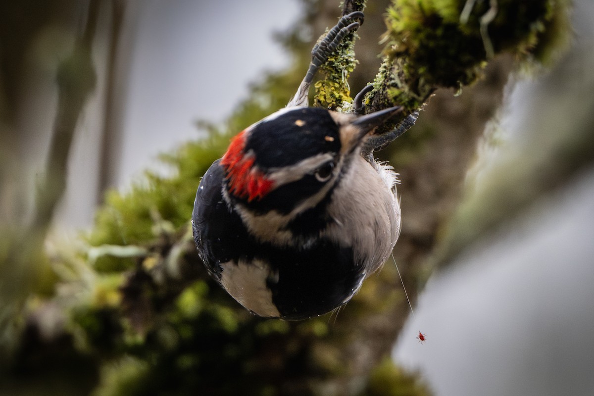 Пушистый дятел - ML645345930