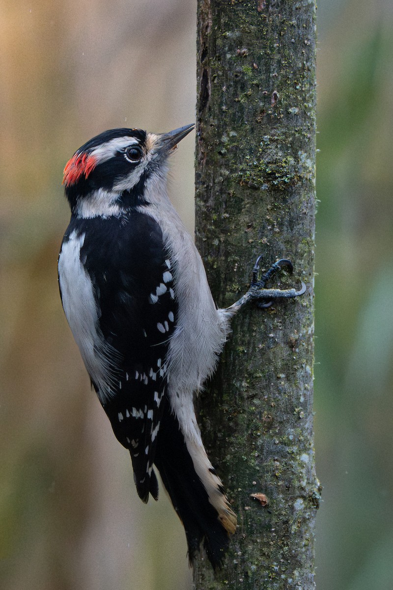 Пушистый дятел - ML645345941