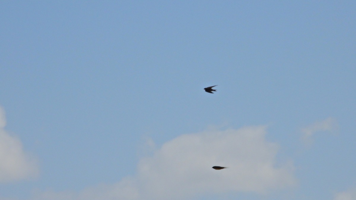 vlaštovka obecná - ML645345946