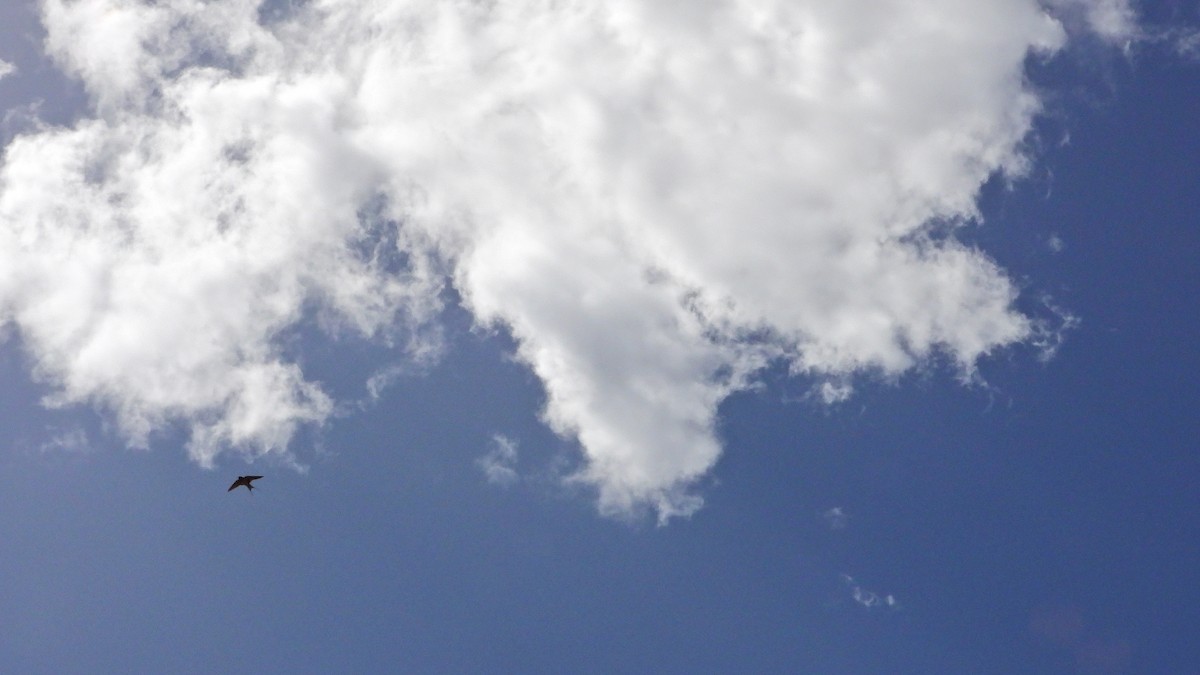 vlaštovka obecná - ML645345947