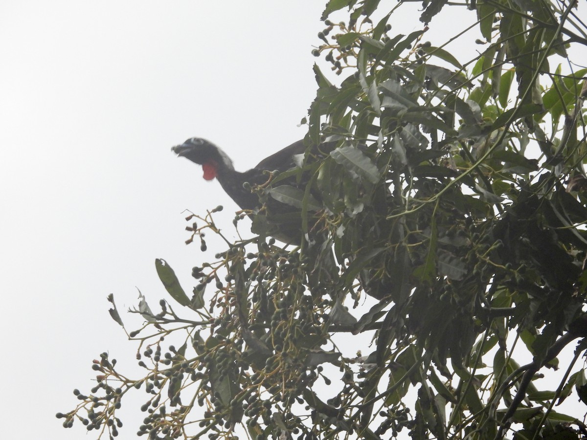 Schwarzmaskenguan - ML645345949