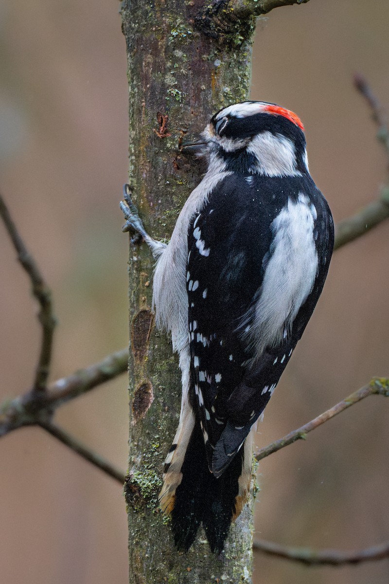 Пушистый дятел - ML645345952