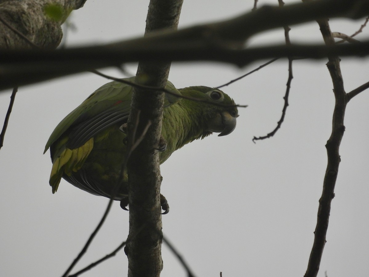 Mealy Amazon - ML645345966