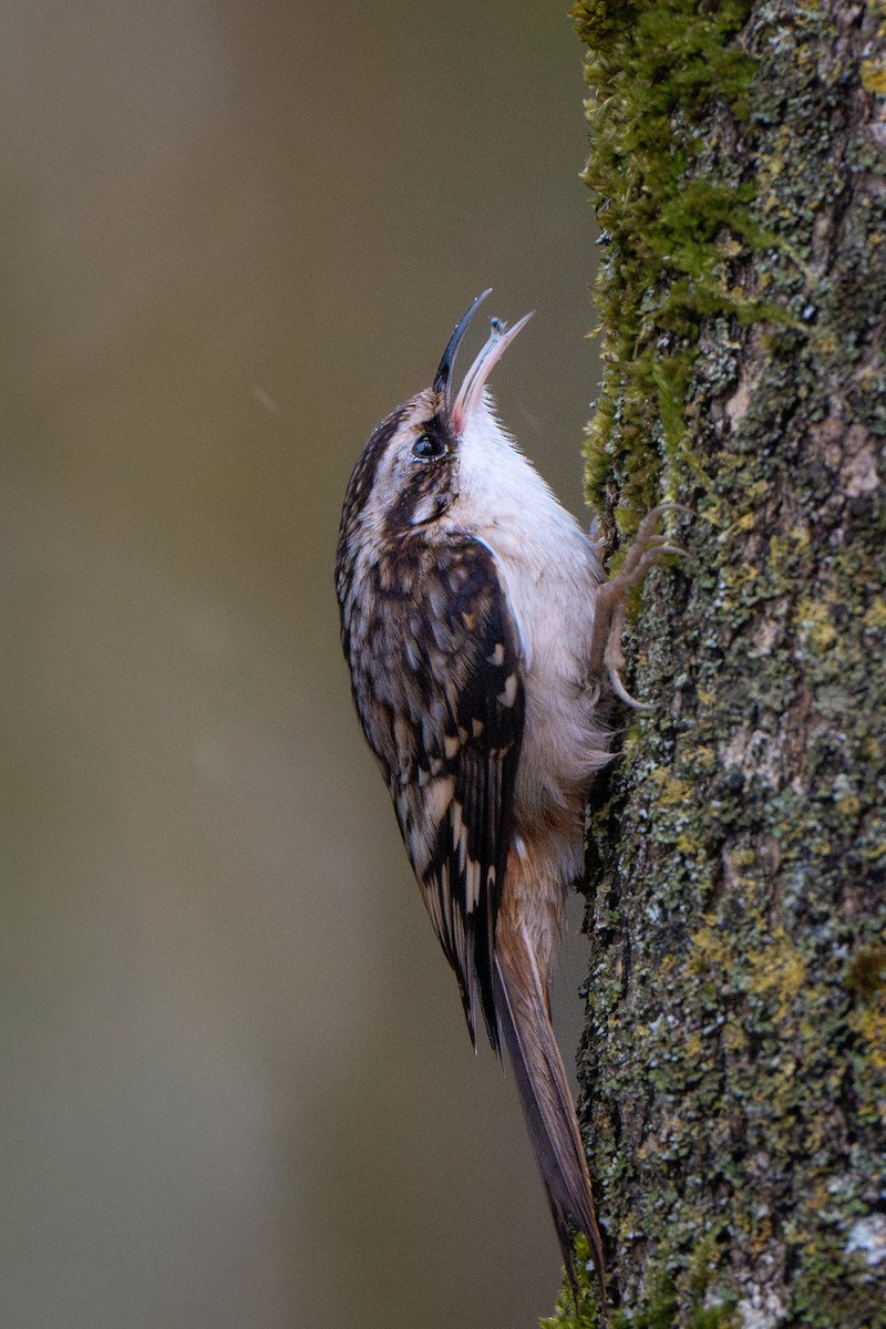 Американская пищуха - ML645345967