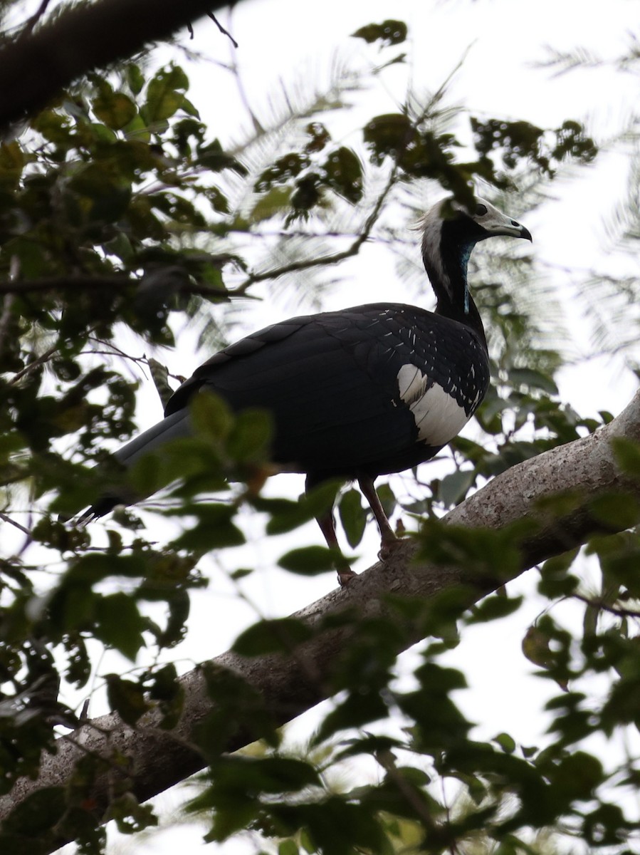 Blue-throated Piping-Guan - ML645345970