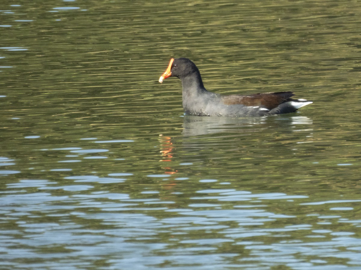 Курочка латиноамериканська - ML645345971