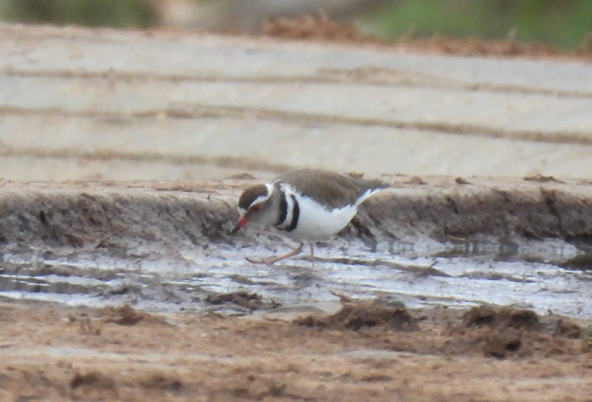 Three-banded Plover - ML645345974