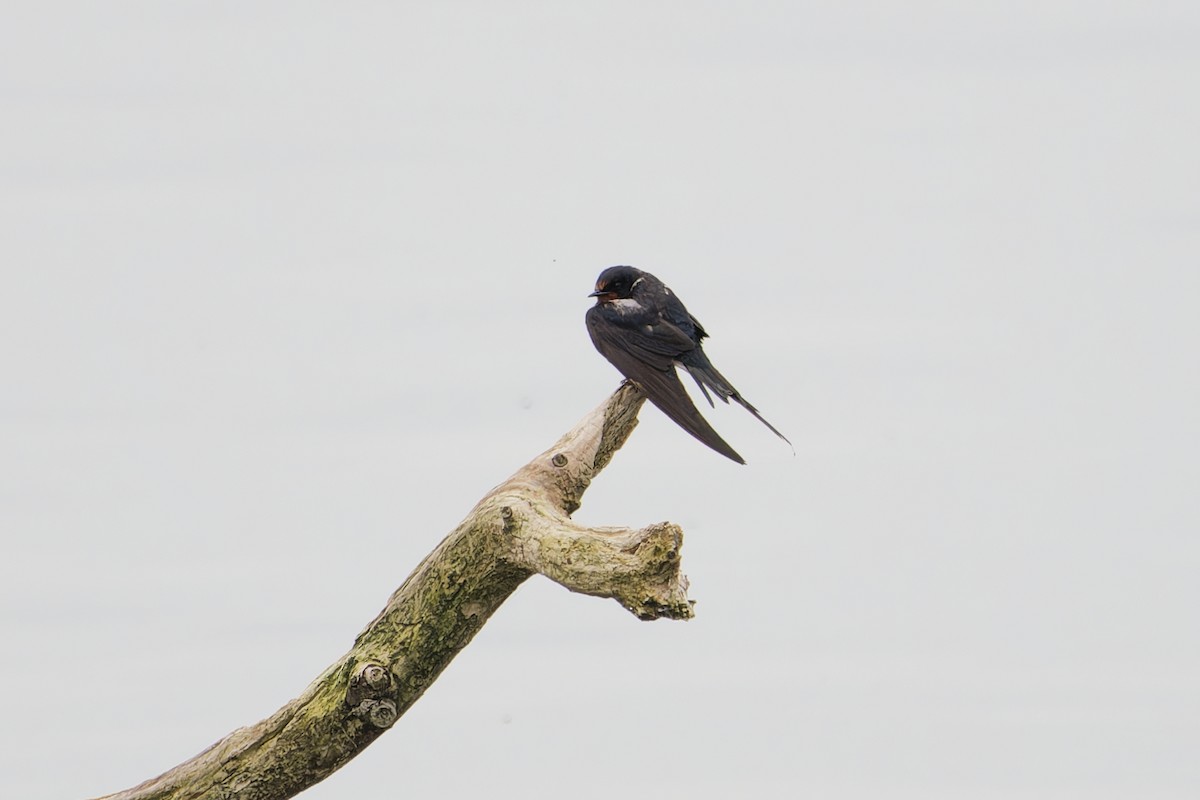 vlaštovka obecná - ML645345986