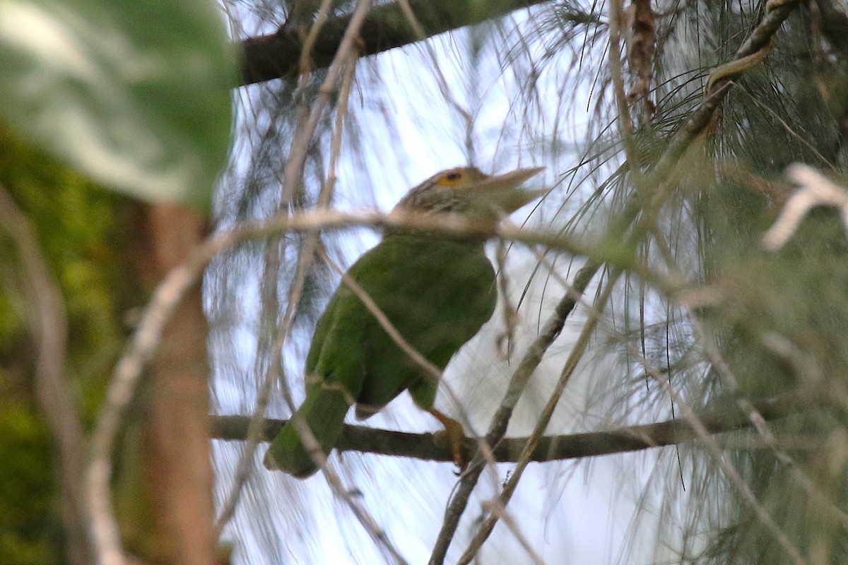 Lineated Barbet - ML645345991
