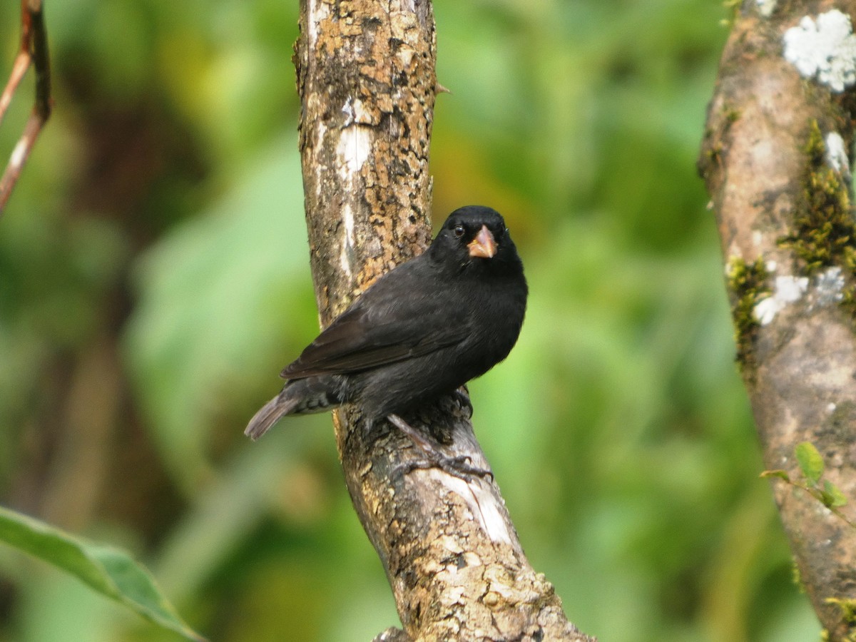 Medium Ground-Finch - ML645345996